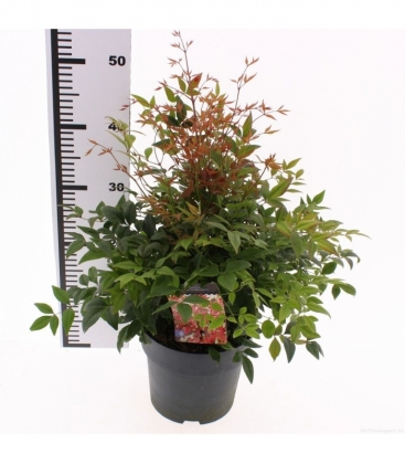 Nandina