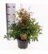 Nandina
