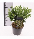 Sarcococca