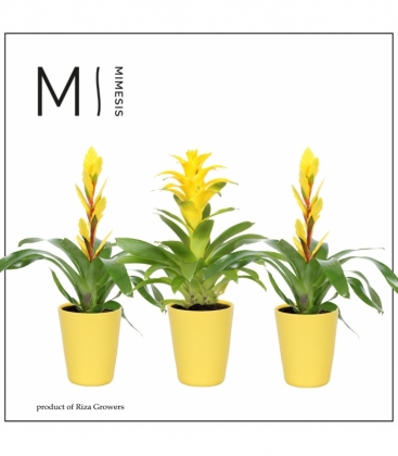 Bromelia