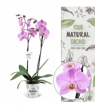 Phalaenopsis