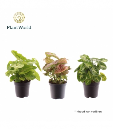 Syngonium