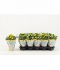 Kalanchoe