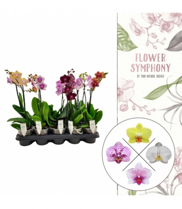 Phalaenopsis