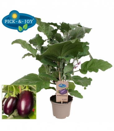 Aubergine
