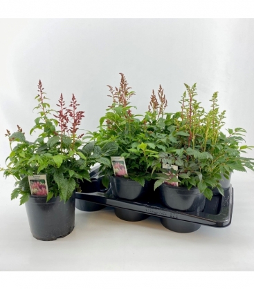 Astilbe