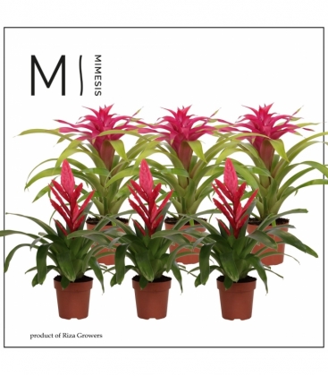 Bromelia