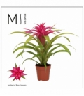 Guzmania