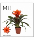 Guzmania
