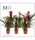 Guzmania