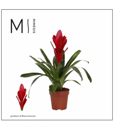 Vriesea