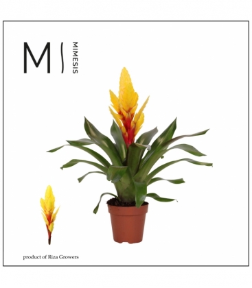 Vriesea