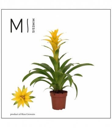 Guzmania