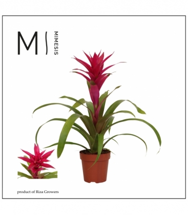 Guzmania