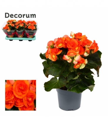 Begonia