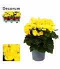 Begonia