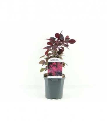 Cotinus
