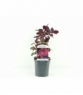 Cotinus