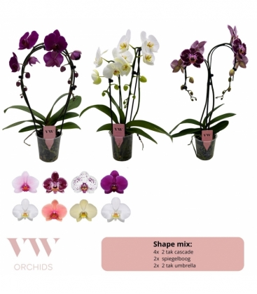 Phalaenopsis