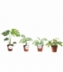 Monstera