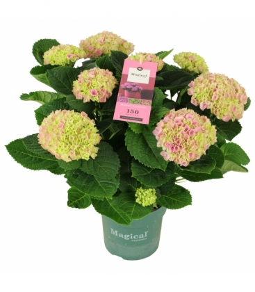 Hydrangea