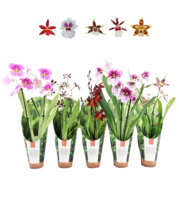 OrchideeÃ«n