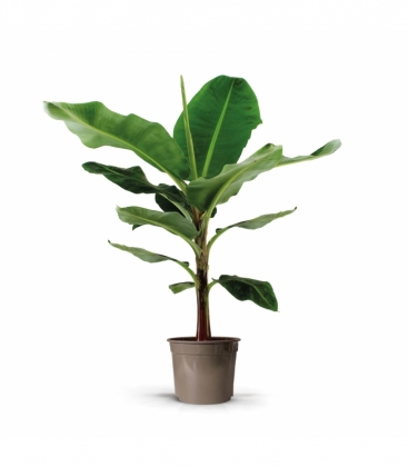 Musa