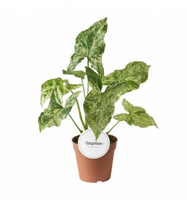 Syngonium