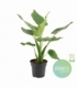 Alocasia