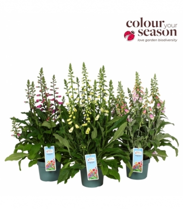 Digitalis