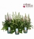 Digitalis