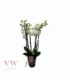 Phalaenopsis