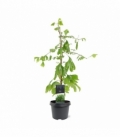 Ginkgo