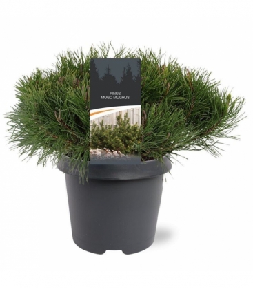 Pinus