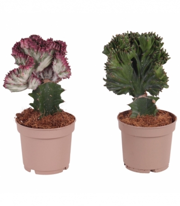 Euphorbia