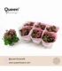 Kalanchoe