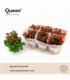 Kalanchoe
