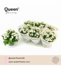 Kalanchoe