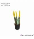 Sansevieria