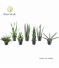 Sansevieria
