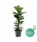 Ficus