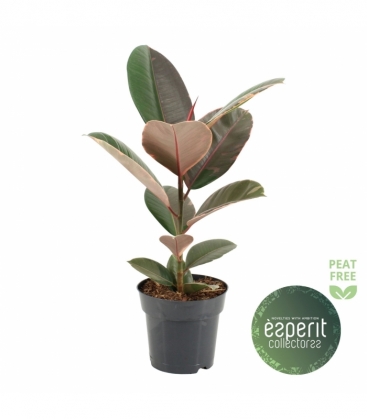 Ficus
