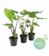 Alocasia