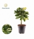 Schefflera