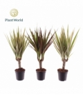Dracaena