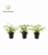 Pteris
