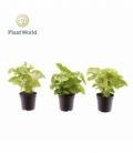 Syngonium