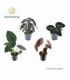 Alocasia