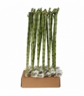 Dracaena