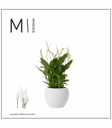 Spathiphyllum